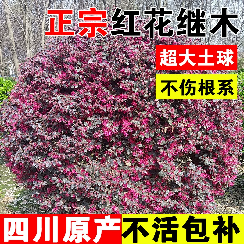 Саженцы деревьев с красными цветами для проектов по зеленению Сычуани, ландшафтный дизайн внутреннего двора, старый сучок, красный цветок, декоративный.