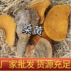 桑黄 野生長白山桑黄 本物の特級桑の木 桑黄スライス 地元の特産品 バクテリア卸売