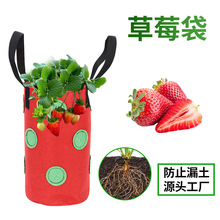 �羳؛Դ���R�d��ڲ�ݮ�Nֲ���Ғ�ʽ�߹��������LͰֲ����@12��