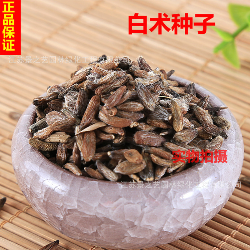 白术种子新品改良种籽药材白术种籽产量高春季播种新产中药材种植