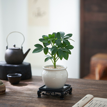 八方来财鸭脚木盆栽七叶莲绿植室内桌面植物小盆景四季常青花