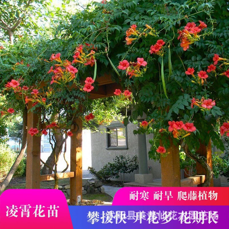 Рассада клевера, вьющиеся растения, цветущие в любое время года, морозостойкие и термостойкие рассада цветов «фейерверк», цветочные растения на балконе и во дворе, клевер.