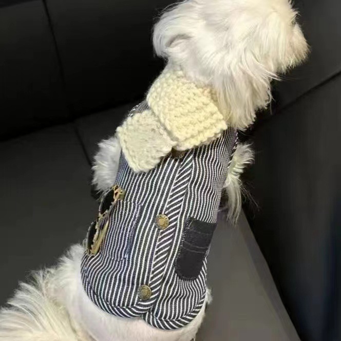 Small Dog in Denim Jacket