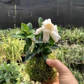 大叶小叶栀子花苔藓球水培植物花卉阳台办公桌面绿植盆栽四季开花