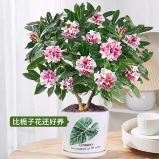 ��߅�������ԝ����͎�����ֲ���҃Ȼ����Ϙ�����ζ�ﶬ�B�ͺ�����