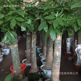 大发财树室内外花卉盆景植物盆栽大招财树摇钱树客厅大型绿植北京