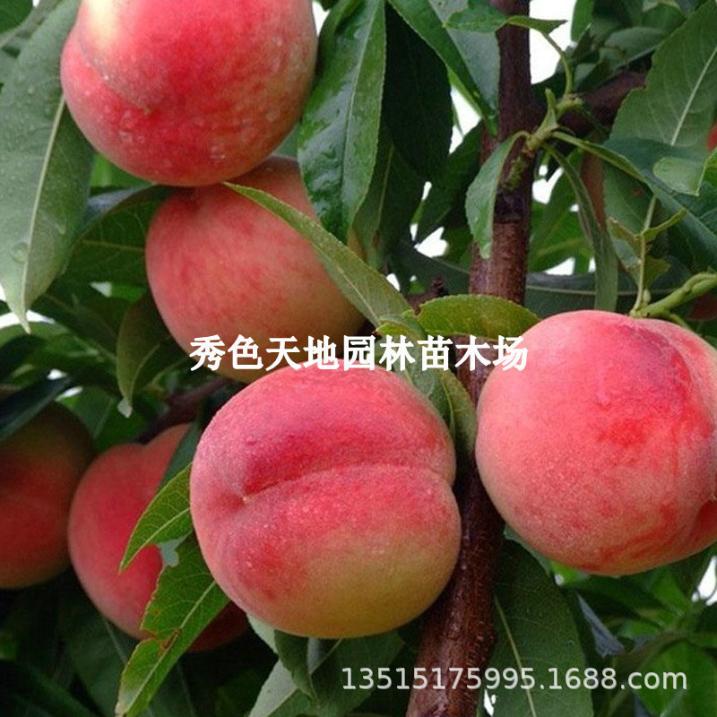 嫁接新川中岛桃树苗7月成熟水蜜桃苗南方北方种植果树苗当年结果