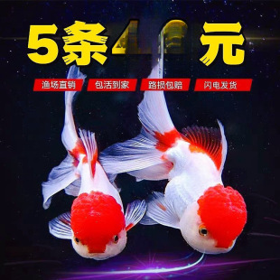 ���~�^�p�~С����ˮ�~�m����̩�{���ﵭˮ�ͻ��^�p�~�\��С�~