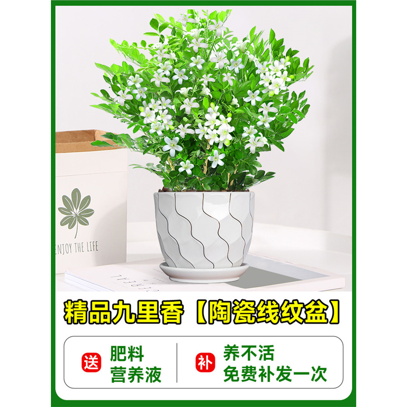 High-quality jiulixiang seedlings [large corrugated ceramic pot] + fertilizer