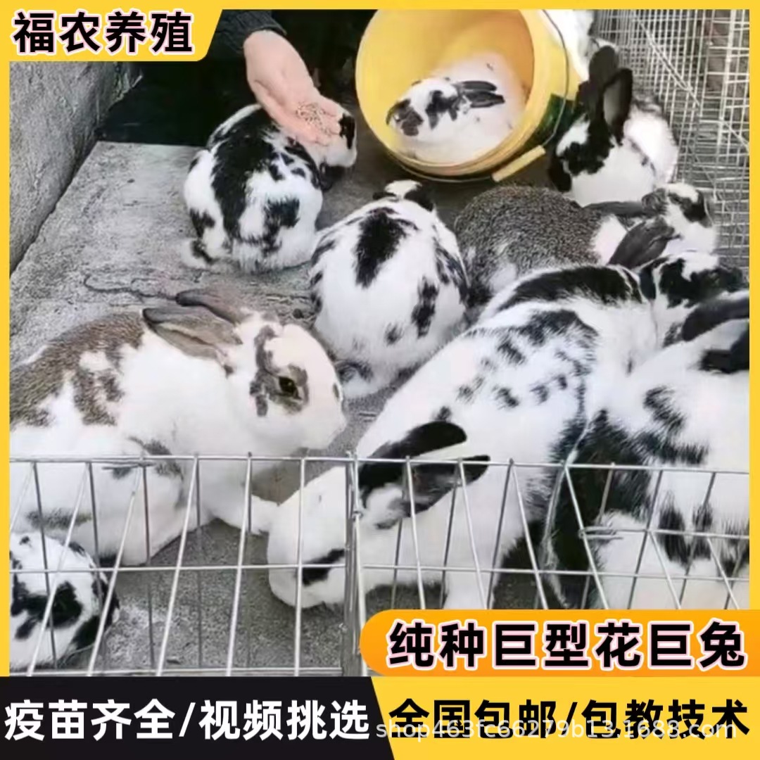 巨型花巨兔活体成年黑白花巨兔