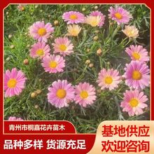 四季开花多年生花卉木茼蒿租摆绿化青州草花基地玛格丽特盆栽