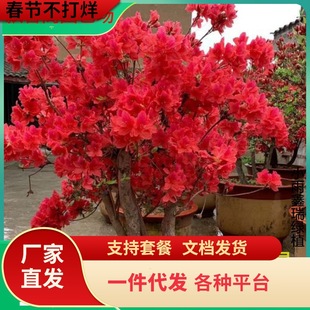 �p��ӳɽ�t�Ϸ������Nֲ���箔���_��ë���N���Ϸ������Nֲӳɽ�t