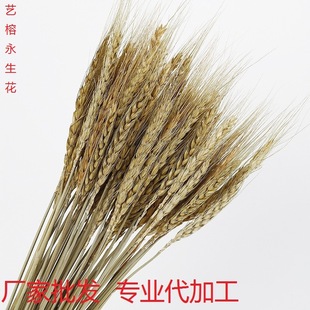 Factory Wholesale natural wheat ear dried flower bouquet opening barley pastoral decoration ornaments pastoral wind dried flower ornaments