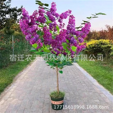 �W�޶��㻨����ͥԺ�G�����ԷNֲ�ͺ�ֲ������ͻ��������ļ��_��