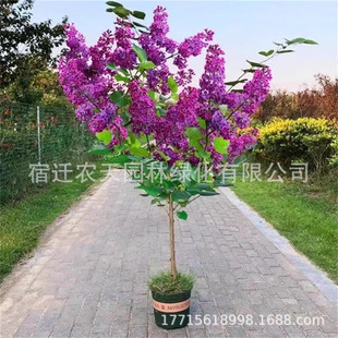 European Lilac Saplings, Courtyard Greening Ground Planting, Cold-Resistant Plants, Strong-Scented Flower Potted Plants That Bloom in All Seasons