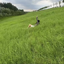 四季青草坪种子高羊茅狗芽根耐旱紫穗槐护坡灌木工程绿化花卉草籽