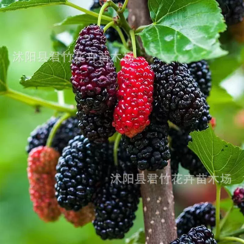 База оптом рассада шелковицы прививки рассады шелковицы шелкопряда рассада шелковицы большой лист полные спецификации Большие выгодно