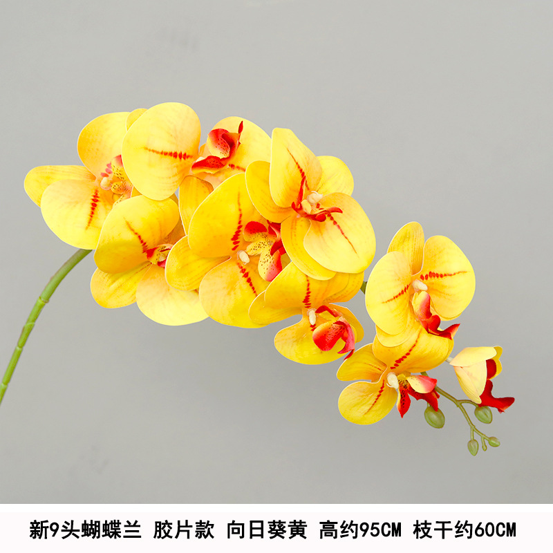 9-head film waterproof phalaenopsis orange