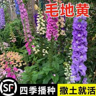 ë���S�N��ָ픻����R���N�ѿ��л�ͥԺ���R�҃����̨�����＾��