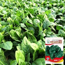 大叶菠菜种子紫小尖叶趴地四季易种籽耐寒越冬蔬菜种子厂家批发