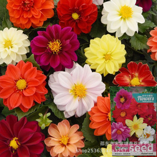 С�����N���ļ��_��С���ջ��N��ͥԺ���⻨�ݷN���̨���Ի��N��