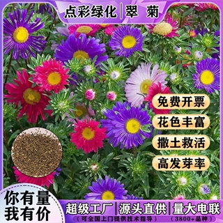 翠菊种子混色糖果菊种籽花种子易爆盆景观绿化庭院盆栽菊花种