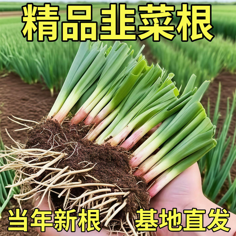 【新手可种好养】韭菜根大宽叶红根独根红韭菜根苗庭院阳台盆栽