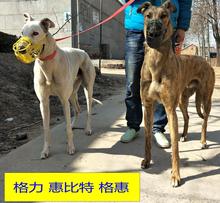 格力犬口笼狗口罩嘴笼套口笼细狗嘴套惠比特格惠防咬灵缇口罩狗