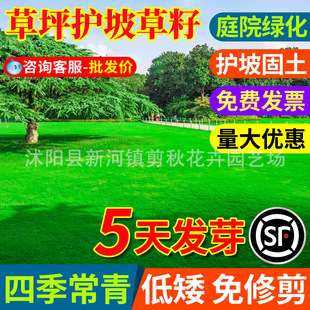 Lawn Grass Seeds, Evergreen Slope Protection, Greening Grass Seeds, Bermudagrass, Rye Grass, Courtyard Dwarf Seeds, White Clover