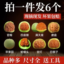 赌青皮蛤蟆头核桃文玩虎头水龙纹四座楼狮子头磨盘元宝麒麟纹官帽