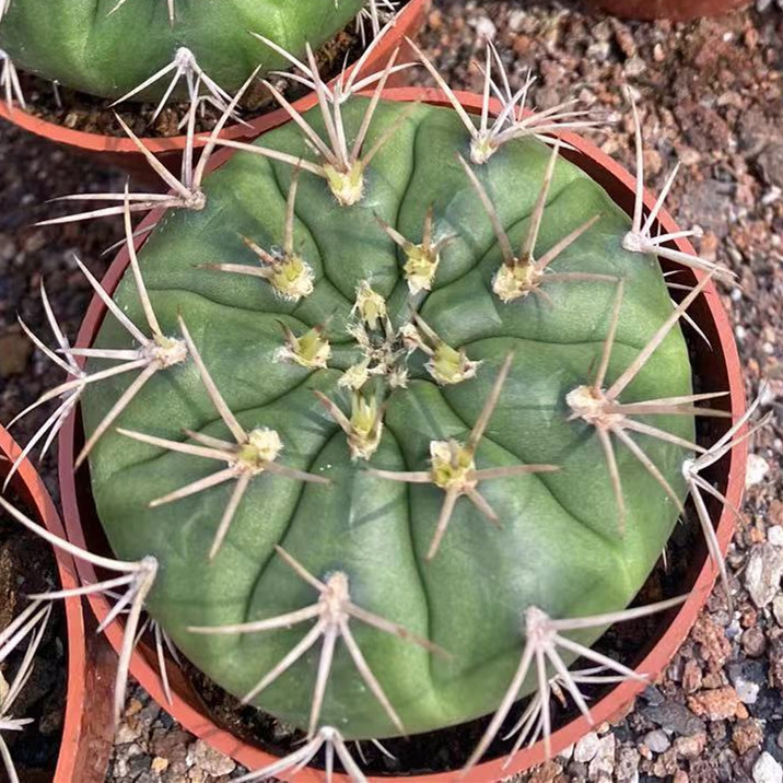 大仙人球コレクション、鉢植えの開花仙人掌、多肉植物、星兜瑞昌玉、玉龍鳳玉、玉翁|undefined