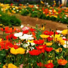 l˷NӷNѶͺNҊͻNӃ˷NӰ