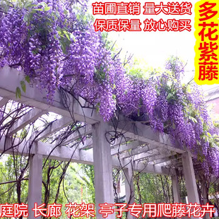 ���ٻ���������ֲ���ļ��_��ͥԺ���Ե����ͺ��ٱ������̨�����}