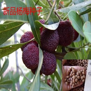 ��÷�N�� �}��÷ �׵�÷��N�� ��÷���N ���󃞻� �߳�ѿ��