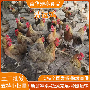 300日龄清远鸡-正宗散养老母鸡炖汤专用