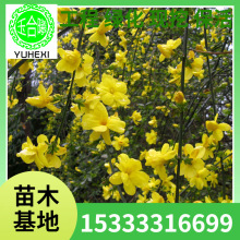 ӭ��������ڷ��� ���ع����G����ľ��ľ����r���gӭ���