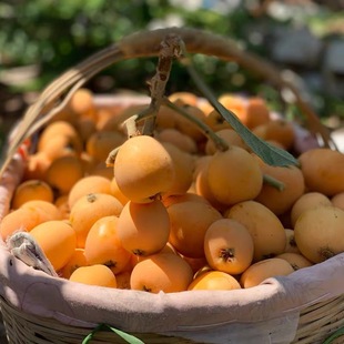 5 фунтов miyi loquat