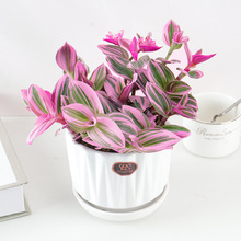 ͮYmԶ\ֲ҃Ȼ¶mGֲBļ