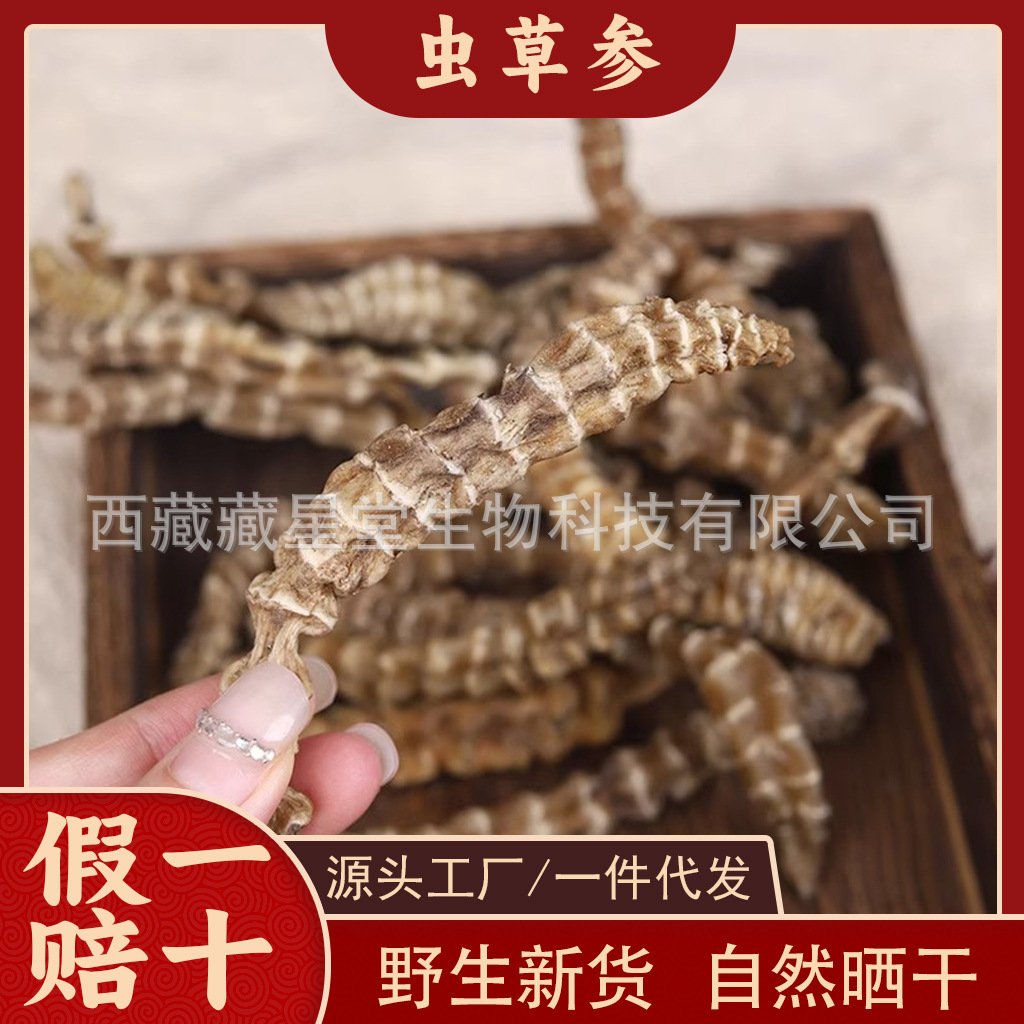 西藏野生虫草参地参中药材正宗新货无硫泡酒地蚕草石蚕地笋
