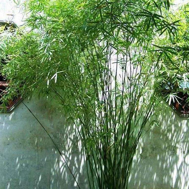 Прямые продажи базовых сортов бамбука Ci Xiao, Filial Bamboo, Ci Xiao Bamboo, а также вечнозеленых саженцев для озеленения дворов по отличным ценам.