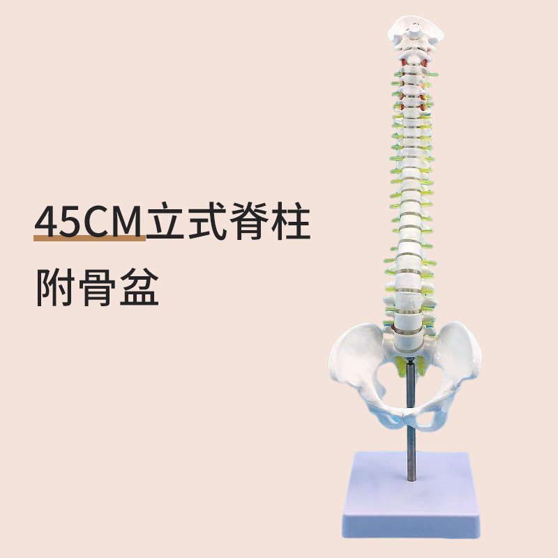 45CM���弹�������輰�ɹ�ģ�� ���񾭹Ǽܼ�����׵ģ�� ҽѧ��ѧ