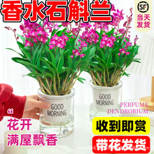 香水石斛兰盆栽带花水培带花苞花卉植物七彩泼墨兰花室内水养绿植