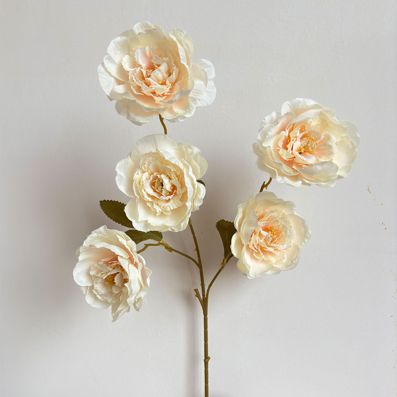 샴페인 5개와 모란 1개