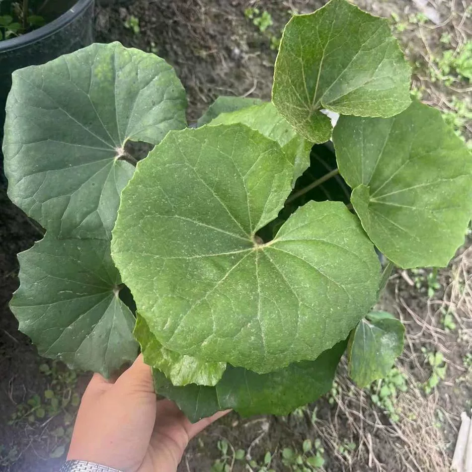 2-галлонные Acanthopanax imbricata, Acanthopanax lobata, Acanthopanax griffoniana, Acanthopanax odorata и другие декоративные растения для клумб и зелени.