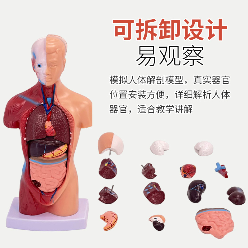 28cm�������ɽ���ģ�����ٿɲ�жҽѧ��ѧ��������ģ�Ͷ�ͯ���