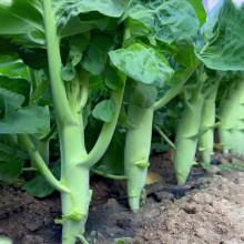 uȽ{N m˷N ֗lķNļˈ@ֲ͟ͺ߲