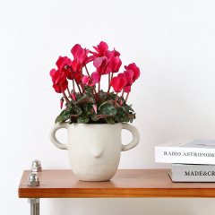 可愛藝術花盆陶瓷卡通小老鼠雙耳杯型桌面套盆北歐平替ins水培盆