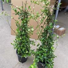 �L܇��������ֲ���Ϙ������ļ��_���̨����ͥԺ���������ͺ����B