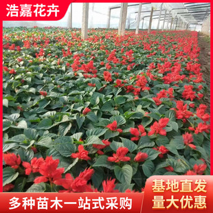 Cockscomb Flower Potted Seedlings Wholesale National Day Rental Seasonal Grass Flower Project Park Road a Bunch of Red