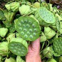 莲蓬新鲜水果莲现摘生吃嫩甜莲子米即食带壳鲜莲米